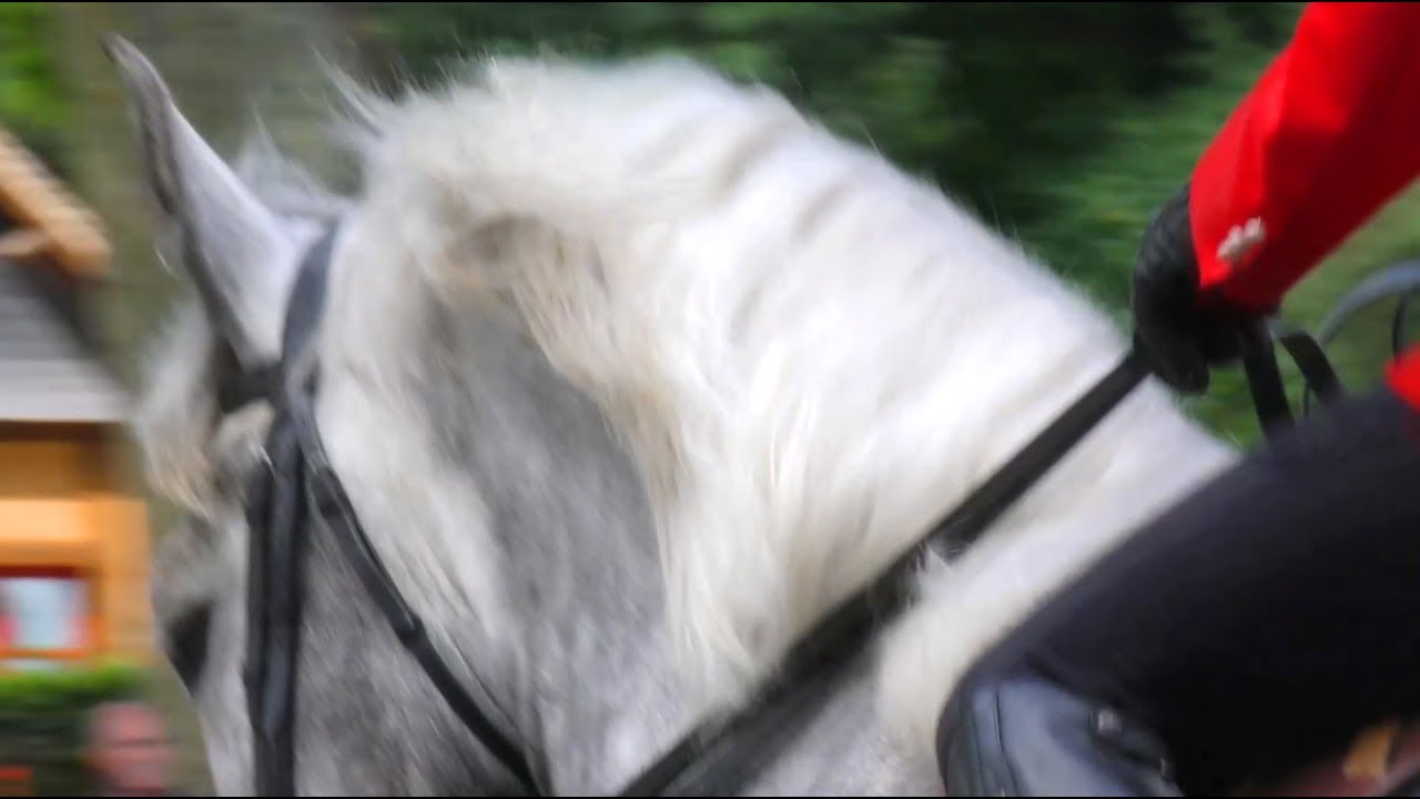 A horse day at Haras du Pin - Une journée de cheval, au Haras du Pin un film d'Olivier Borderie
