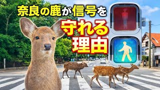 奈良の鹿が信号を守れる理由