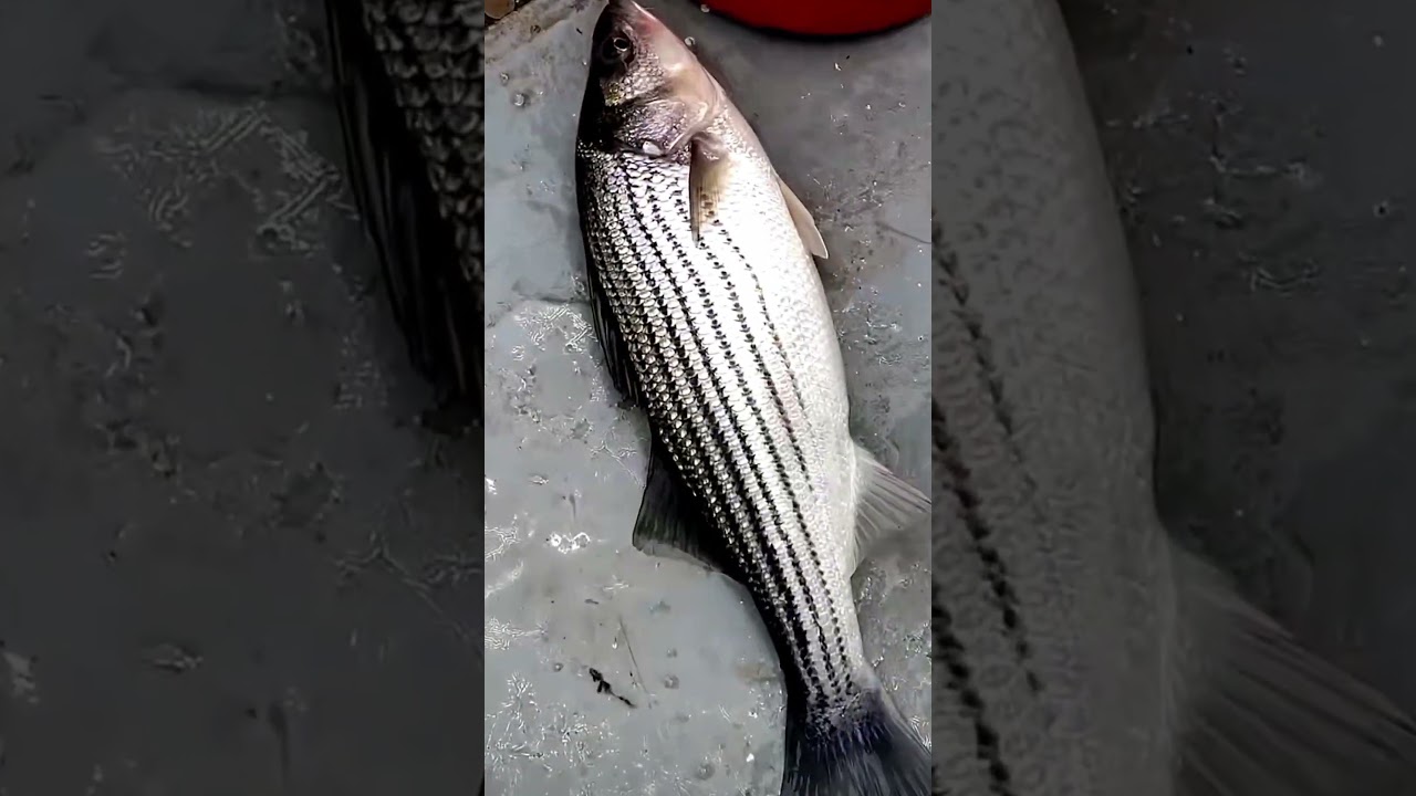 Этот парень снял невероятное видео, 😂