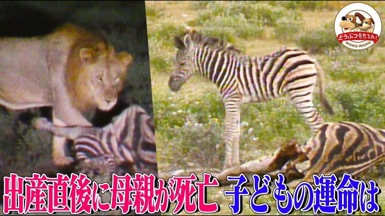 【閲覧注意】出産直後に死んでしまったシマウマの母親…残された子どもにライオンとジャッカルが接近！【どうぶつ奇想天外／WAKUWAKU】
