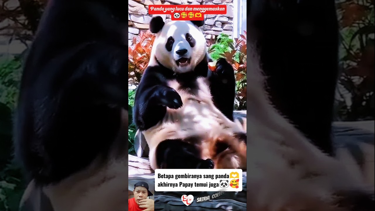 PANDA YANG LUCU DAN MENGGEMASKAN !