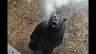 40 Kilo Kokain Yiyen Ayı İnsanları Avlamaya Başlıyor Film Özeti̇