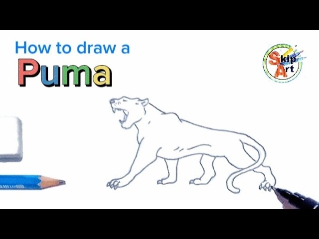 How to draw a Puma 