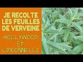 🌿 Je récolte de la Verveine Citronnelle et Holywood