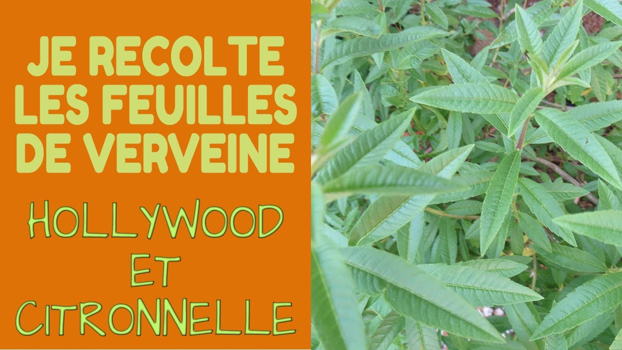 🌿 Je récolte de la Verveine Citronnelle et Holywood 