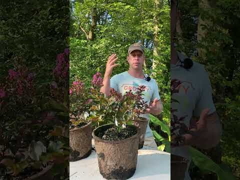 Video: Crepe Myrtles For Zone 6: Will Crepe Myrtle Grow In Zone 6 Gardens