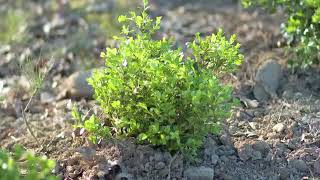 Types of Boxwood Plants