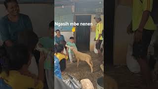 Mbe Nya Haus Minta Nenen