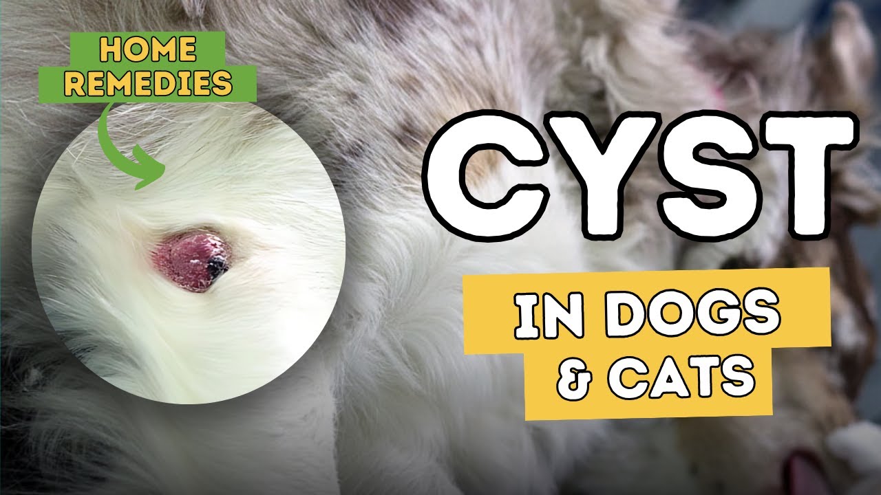 how do you clean a popped cyst on a dog