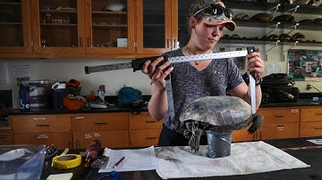 Snakes and Gopher Tortoises in Longleaf: A Herpetology Research Spotlight