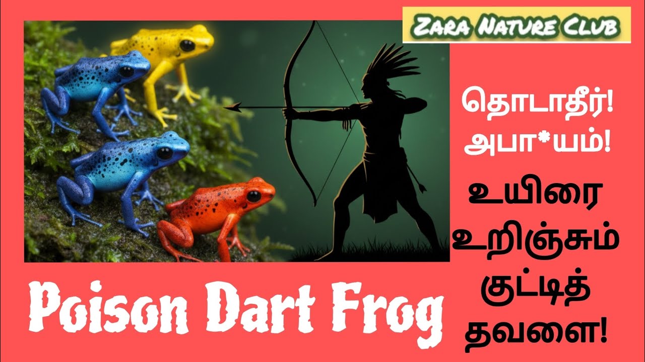 ஆளைக் காலி பண்ணும் விஷத் தவளை 