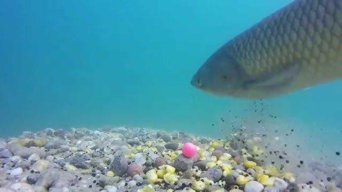 Quelques règles de base pour pêcher la carpe, ce poids lourds de nos eaux 