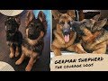 Tiktok| GERMAN SHEPHERD Courage &amp; Smart Dog Breeds Compilations