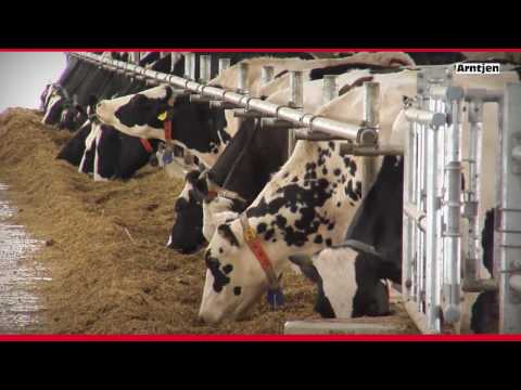 Pure Cow Comfort - That is how it works on big dairy farms.