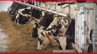Pure Cow Comfort - That is how it works on big dairy farms.