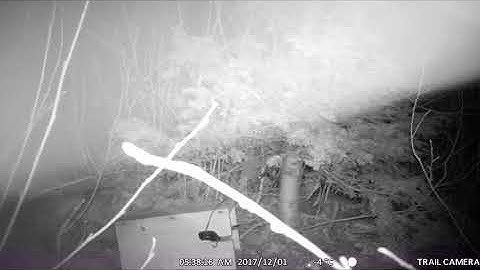 mink game cam footage