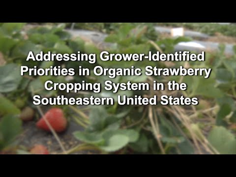 Sustainable Strawberries Research Project - Phase 2