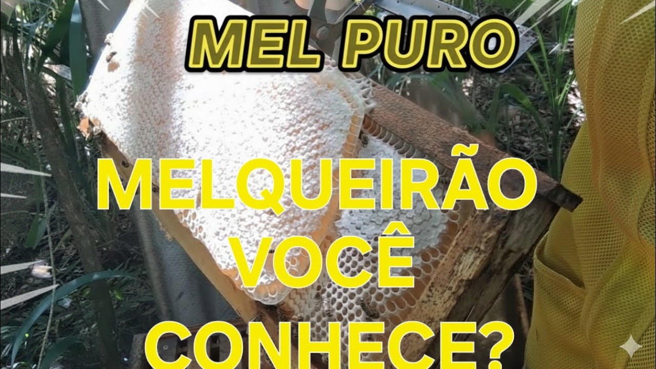 CONHEÇA OS QUADROS DE MELQUEIRÃO MUITO TOP #apicultura #abelhas #colheita #MEL 