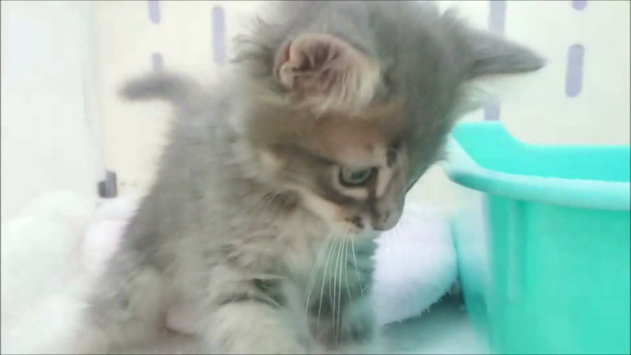 アミーゴ米沢店 犬猫動画 - YouTube