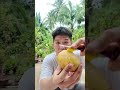 Cốc mango tree - Nguyen Duy Khang