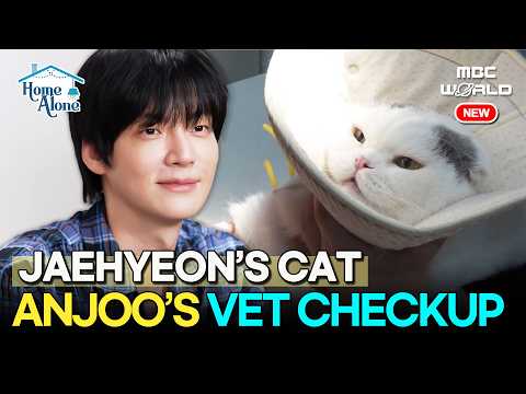 [I LIVE ALONE] Ahn Jae hyeon's Cat Anju Faces His Vet Checkup😺#AhnJaehyeon #ILiveAlone