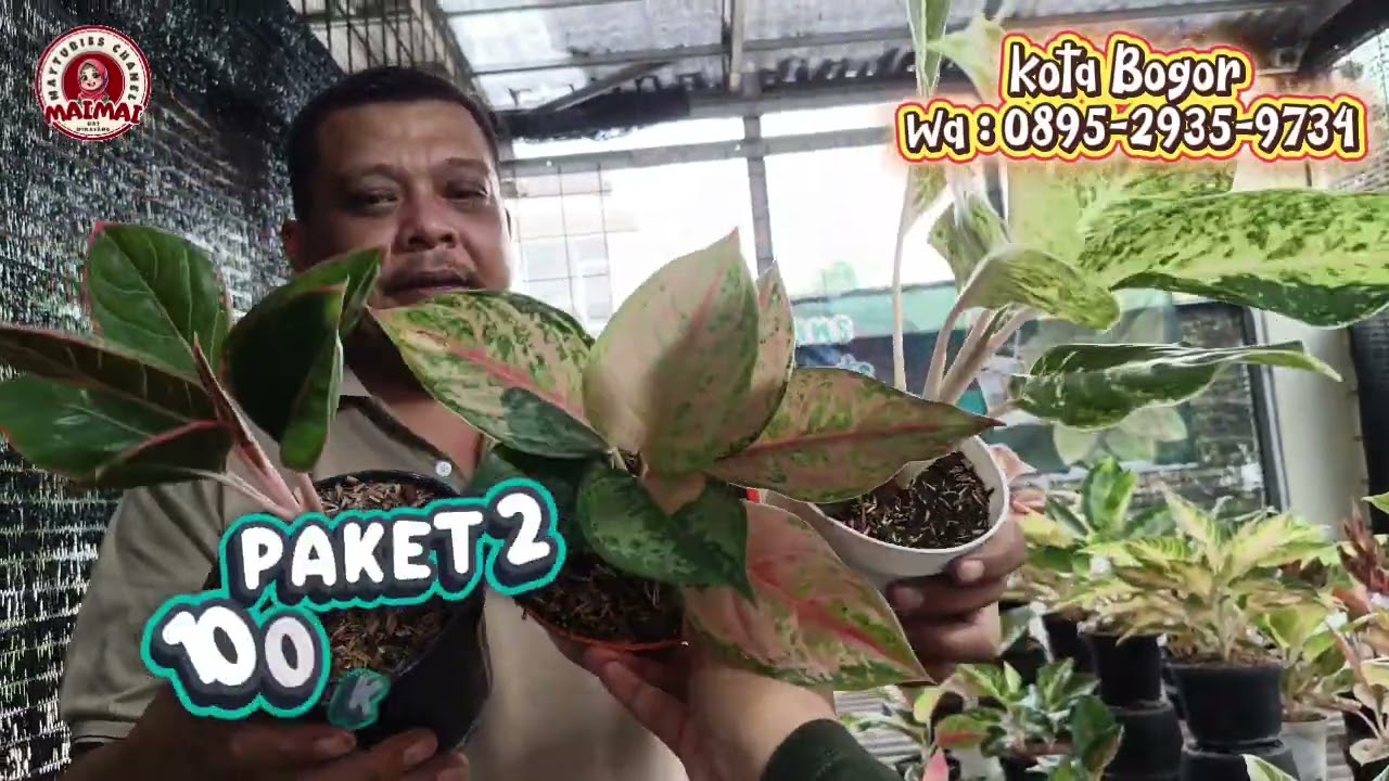 AGLAONEMA PAKET 100 3 POT TERBAIK BANG HANS SELALU JADI INCARAN PEMULA GAS GERCEP 