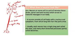 What does a neuron look like?