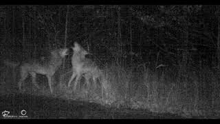 Vyjící Vlci Na Frýdlantsku