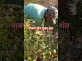 शेतकरी#शेती#shetkari #farming#shorts#farmer #marathi#dialogue#yt #shortviral#vairal#video