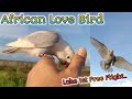 First Free Flight | African Love Bird