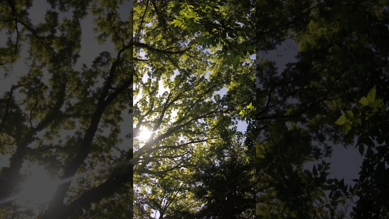 4K Nature Preview 🌳 When a Tiny Memory Card Ends a Forestscape
