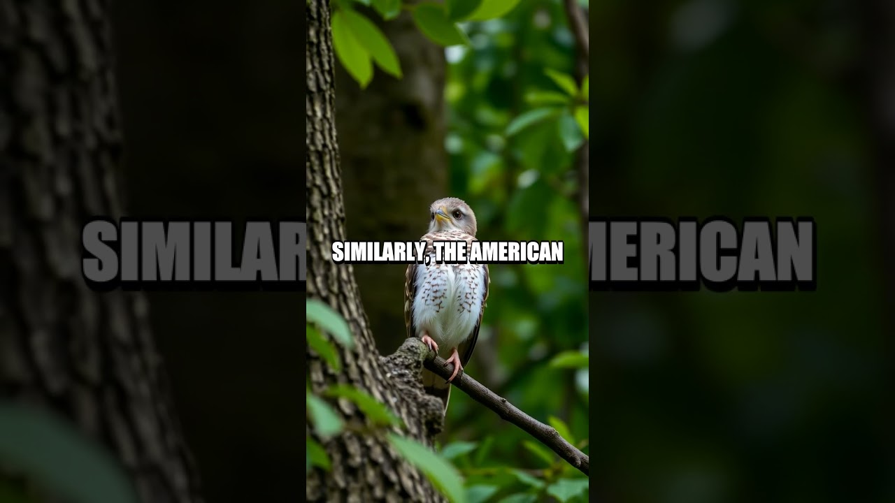 The Remarkable Camouflage of Birds