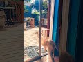 Sam was barking at his own poop #puppy #dog #poop #barking #funny #puppies