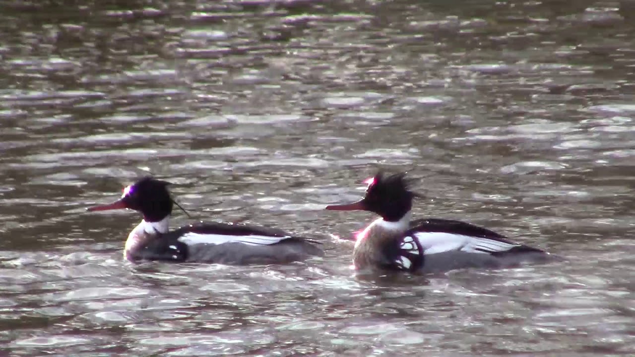 wildlife konusu Occoquan Red-breasted Mergansers