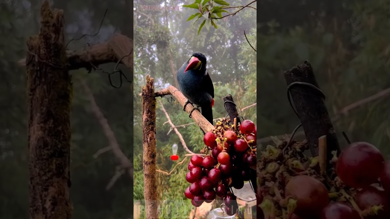 beautiful bird, big beak bird 