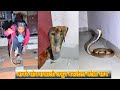 Rescuing a Cobra From Inside Someone's House