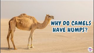 Why Do Camels Have Humps? Learn With Noah Fun Learning For Kids