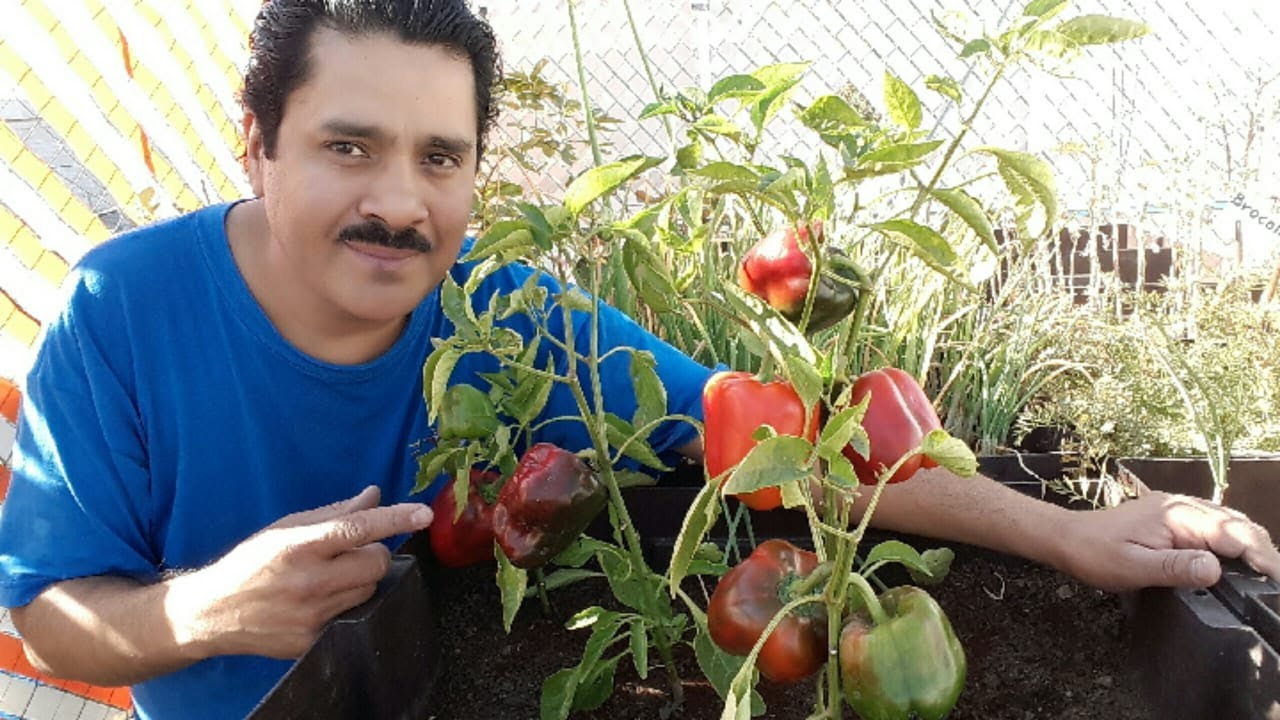 Siembra y disfruta de pimientos en casa