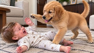 Soft Rolling Creates Big Laughs | Puppy Stays Near | Sweet Bond Captured 🐕 screenshot 3
