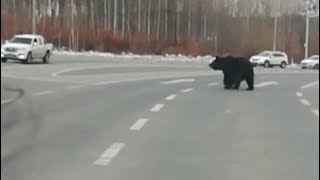 Bear Seen Crossing Road In Northeast China