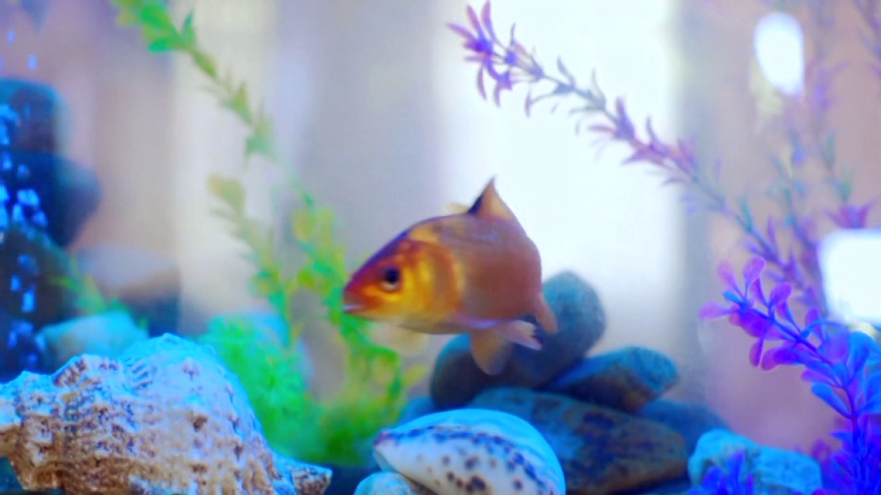 MUIGAI WA NJOROGE - NINJUI NIUNYENDA LATEST