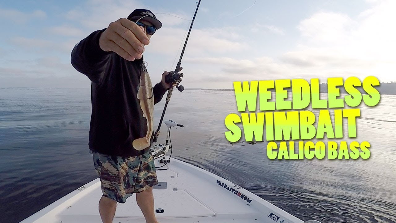 Fishing the Weedless Swimbait for Calico Bass Yellowtail visitors