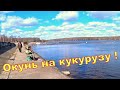 Поплавочная рыбалка в городе. Окунь на кукурузу)))