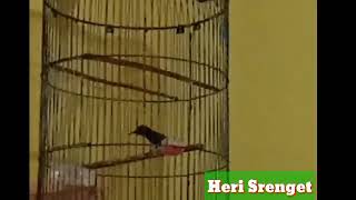 Masteran Konin  isian love bird