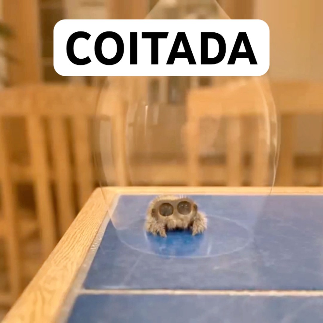 COITADA DA ARANHA FICOU PRESA #shorts