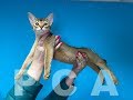 Абиссинский котенок. Выставка кошек PCA on-line.