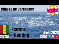 Crazy caranx hunting 1  guinea fishing camp  avril 2023  grosse chasse de carangues