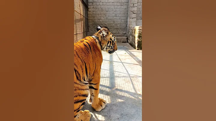 Video 6329291: bengal tiger cat, big bengal tiger, beautiful bengal tiger