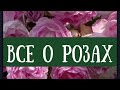 Розы в саду. Баковая смесь. Порядок смешивания препаратов в баковой смеси