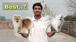 Indian spitz v/s pomeranian dog  which is best by pomtoy anurag